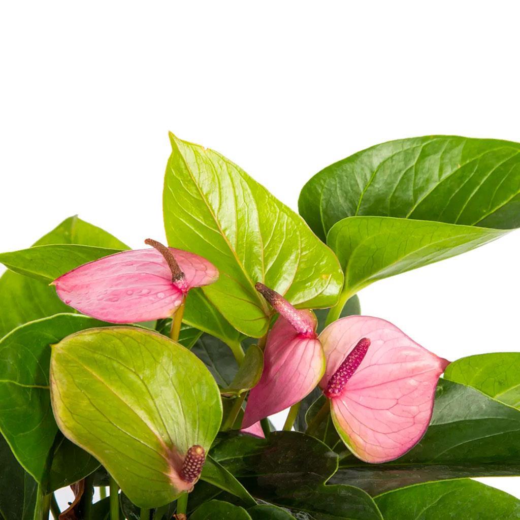 antoryum-flamingo-cicegi-cap-17-cm-boy-2c27de.jpg