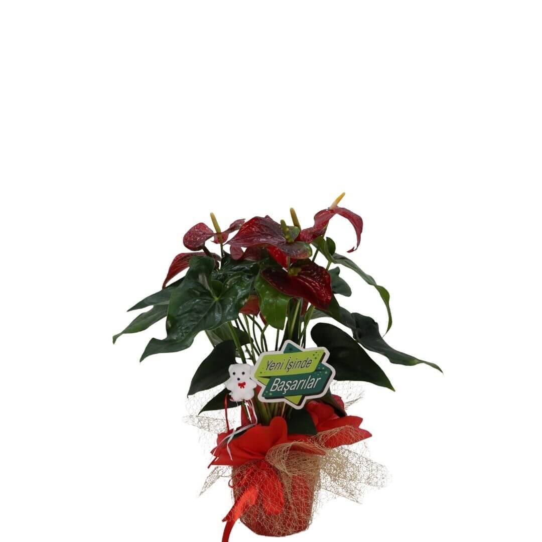 Antoryum - Flamingo Çiçeği Hediye Paketli
