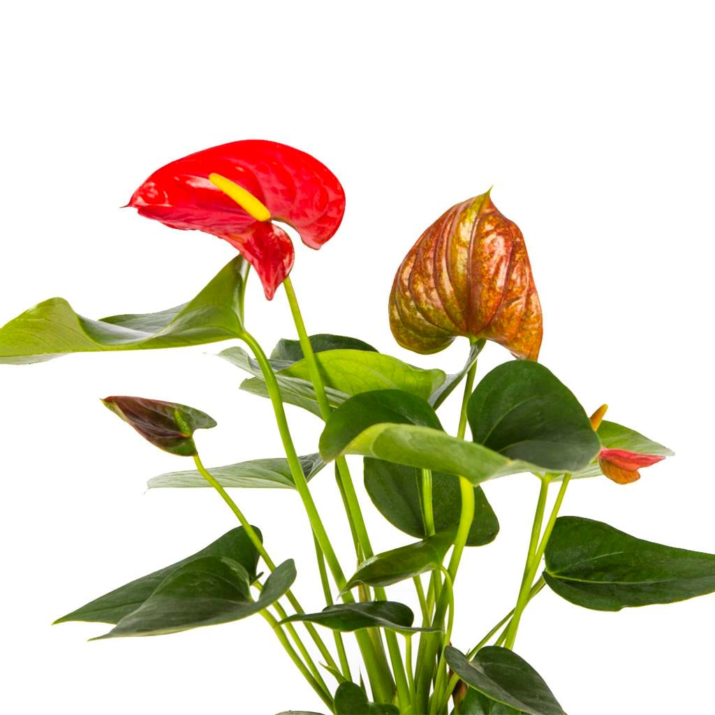 Antoryum Mix 30 40 Cm