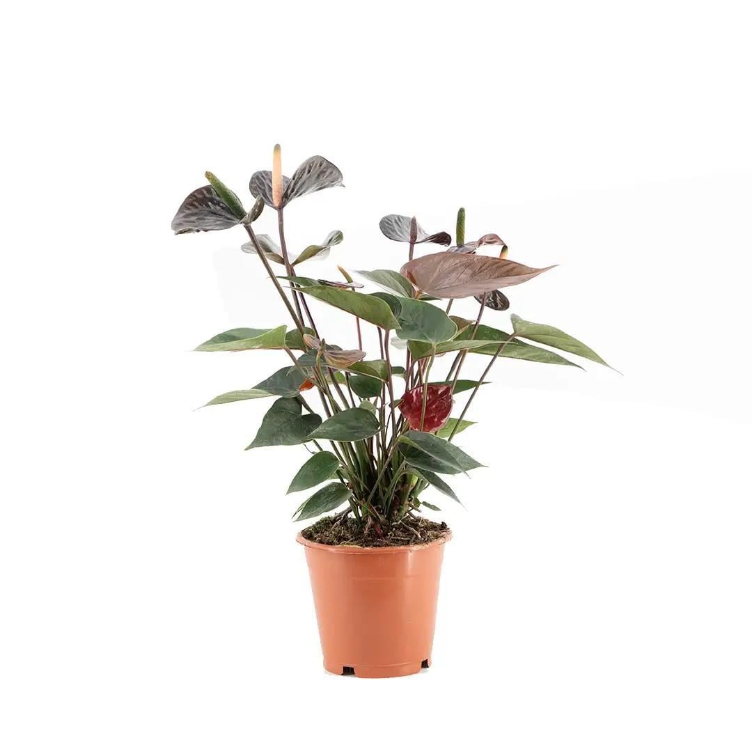 antrium-cicegi-antoryum-40-60-cm-c2a704.jpg