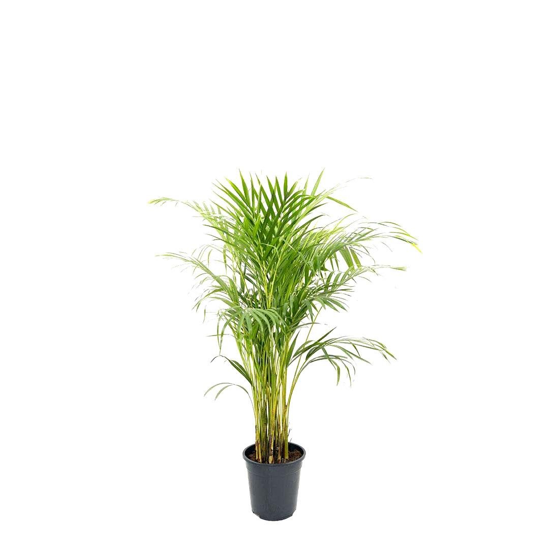 Areka Palmiyesi 100-125