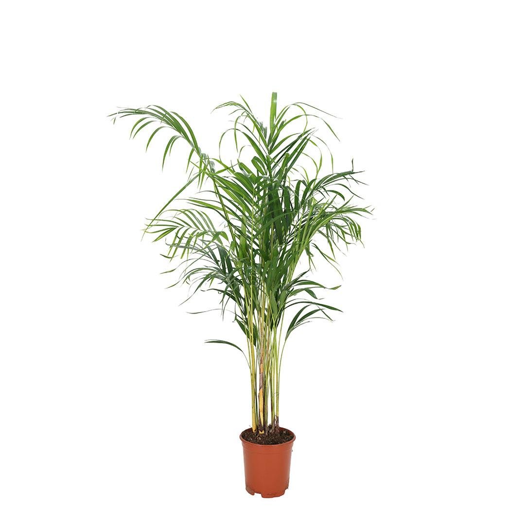Areka Palmiyesi 120-130 Cm