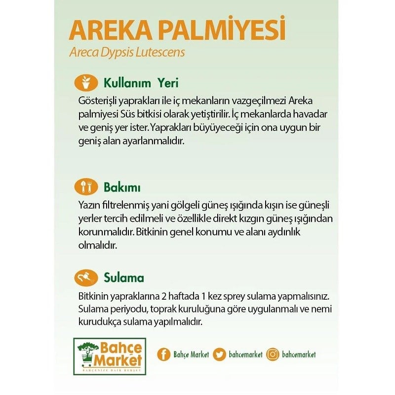Areka Palmiyesi 125-150 Cm