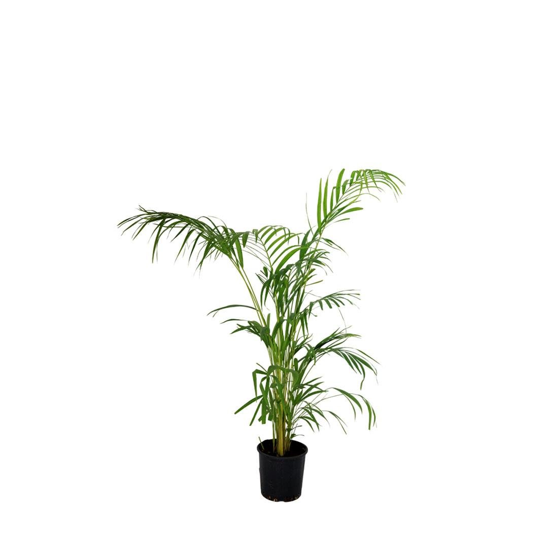 Areka Palmiyesi 125-150 Cm