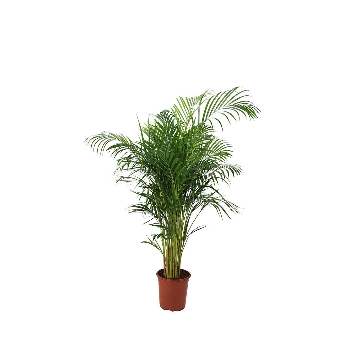 Areka Palmiyesi Bitkisi 160 Cm