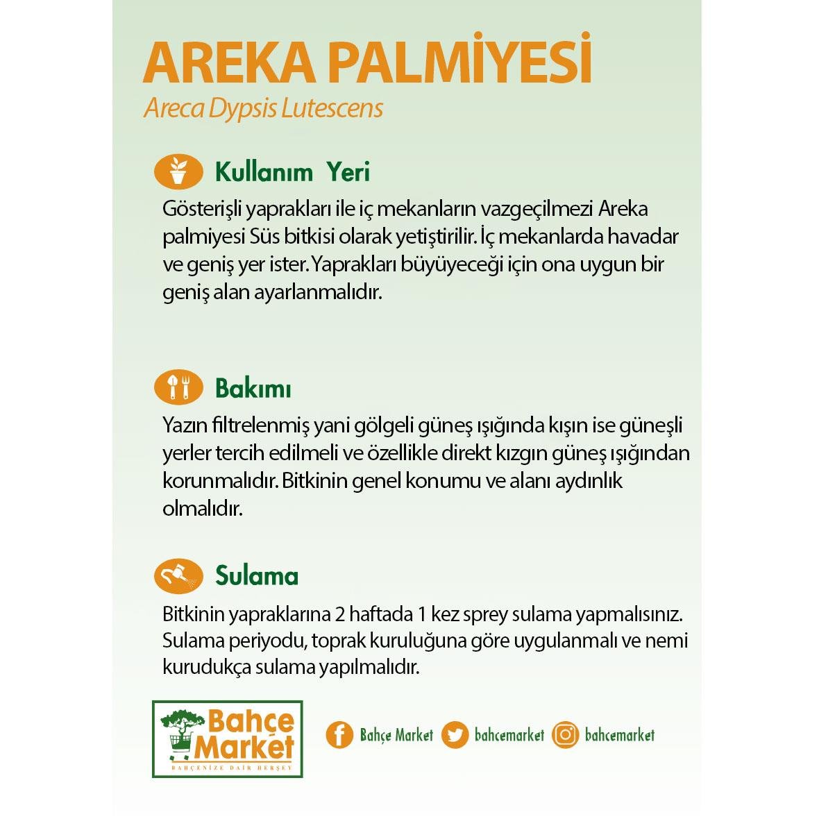 Areka Palmiyesi Bitkisi 160 Cm
