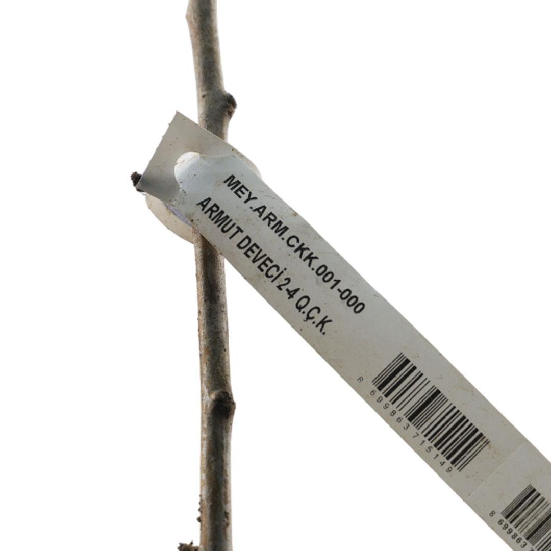 Armut Fidanı Deveci Çıplak Kök