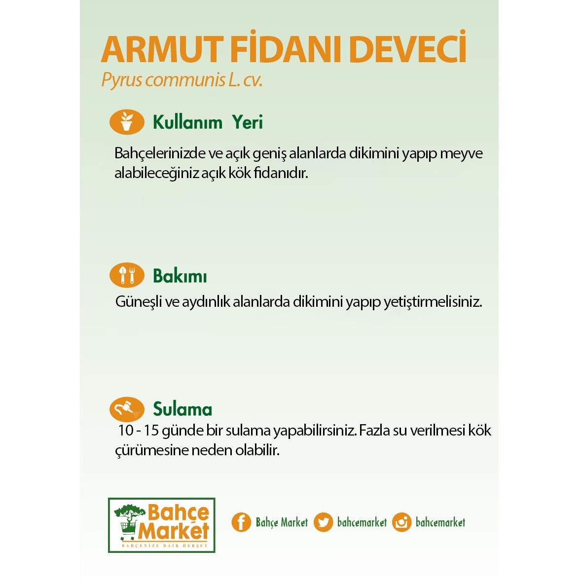 Armut Fidanı Deveci Çıplak Kök