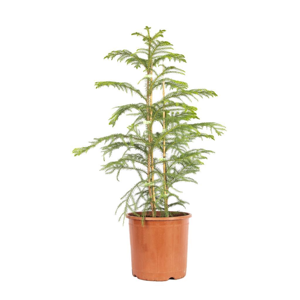 arokarya-2-govde-60-80-cm-4-d099.jpg