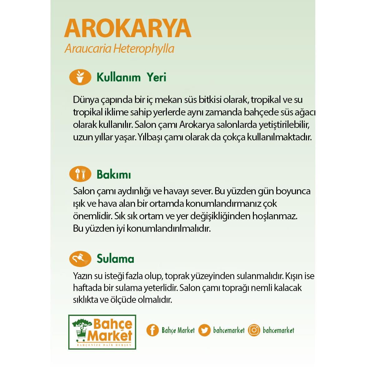 Arokarya 2 Gövde 60-80 Cm Yeşil
