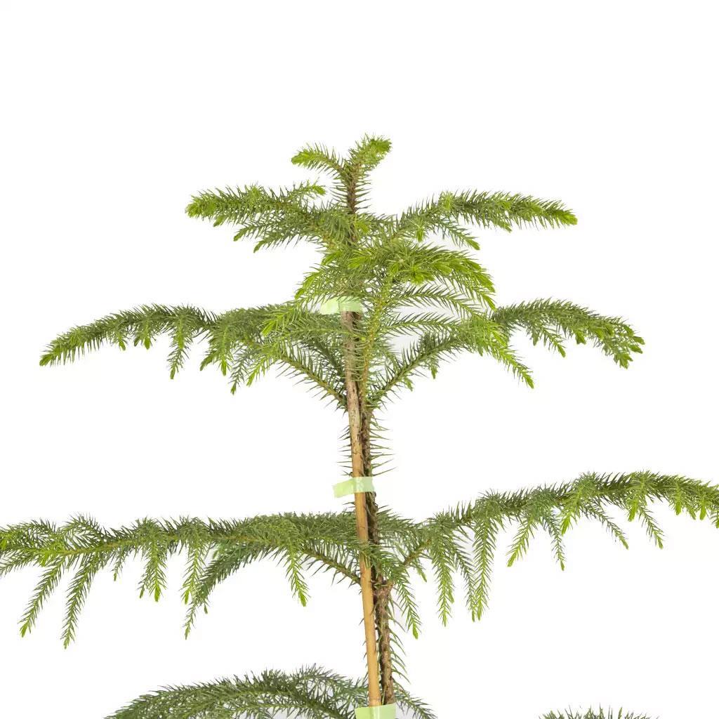 arokarya-tek-govde-60-80-cm-024b-c.jpg