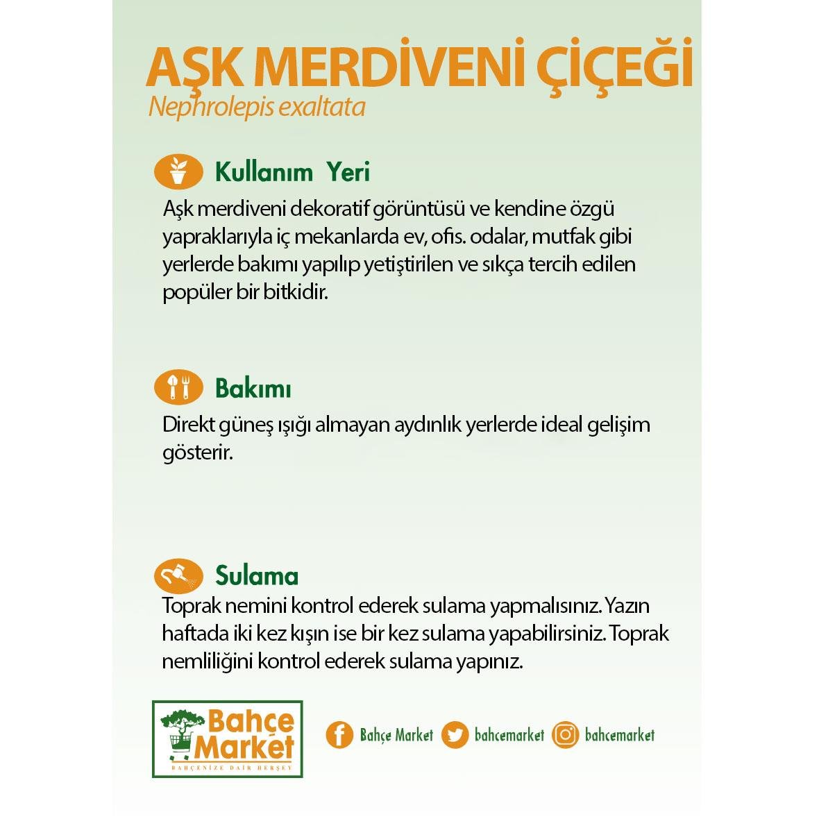 Aşk Merdiveni Çiçeği (Nephrolepsis) 20-30 Cm