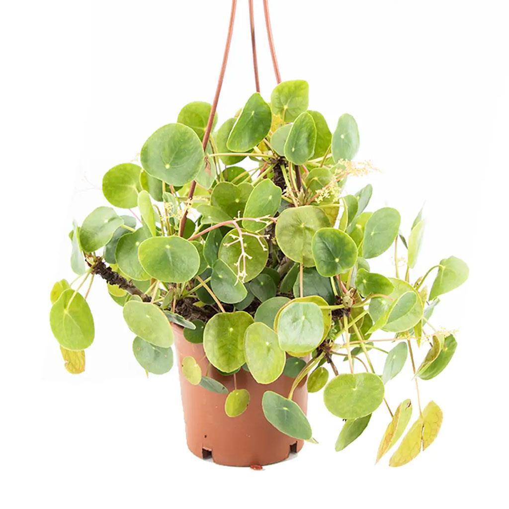askili-pilea-cin-para-agaci-4e08b6.jpg