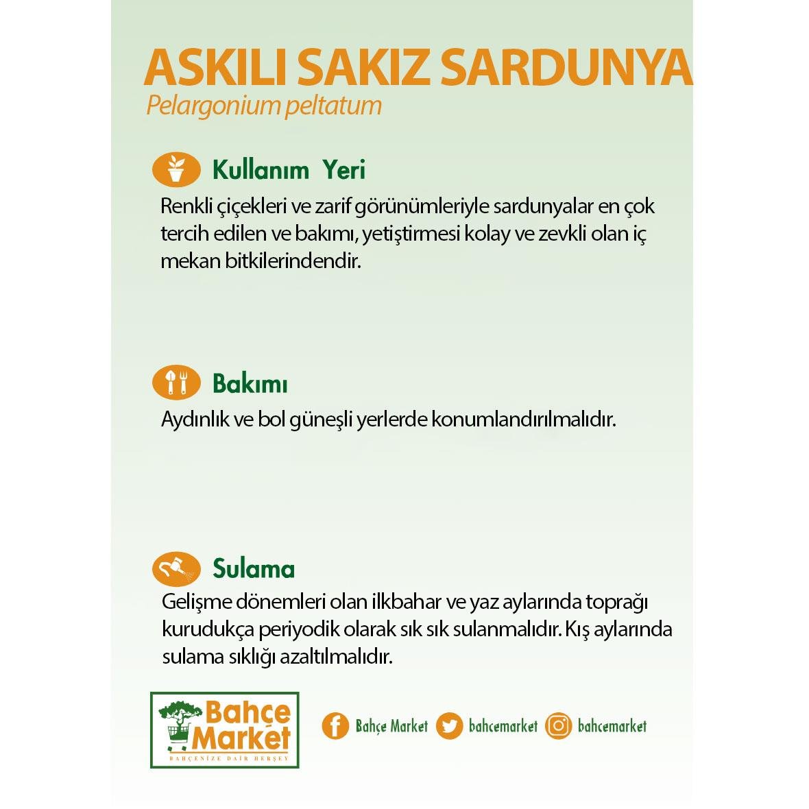 Askılı Sakız Sardunya