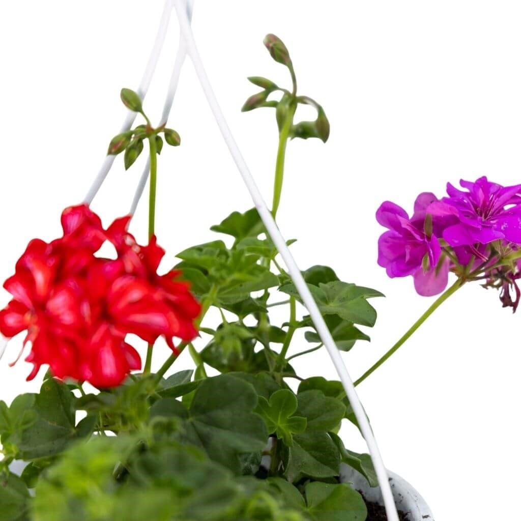 Askılı Sakız Sardunya