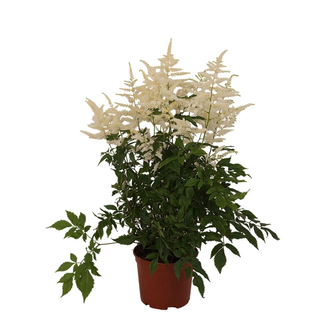 Astilbe (Yalancı Keçi Sakalı) 40-60 Cm