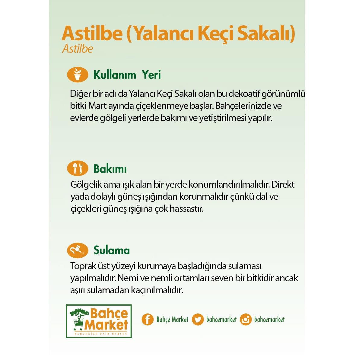 Astilbe (Yalancı Keçi Sakalı) 40-60 Cm