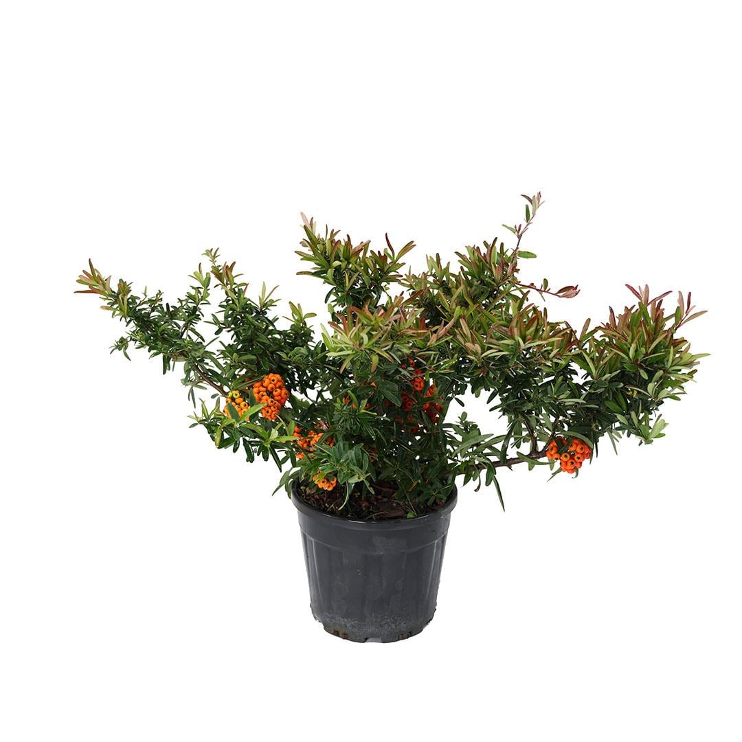 Ateş Dikeni 30-40 Cm