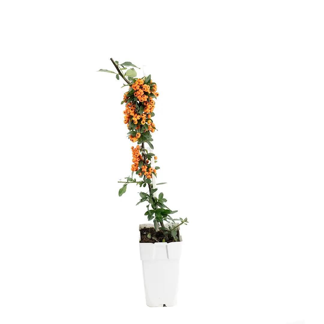 ates-dikeni-60-70-cm--ecf94.jpg