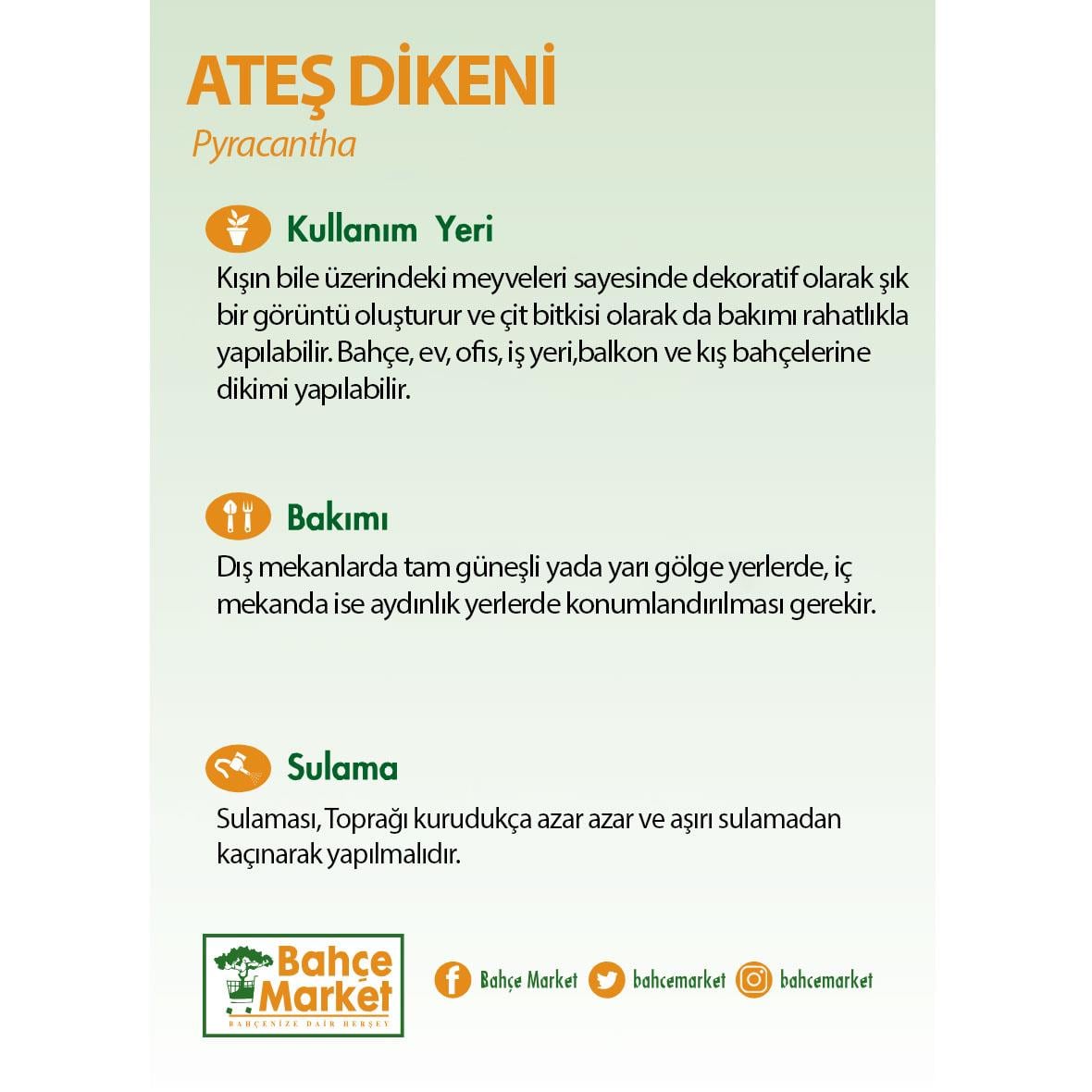 Ateş Dikeni 60 - 70 Cm