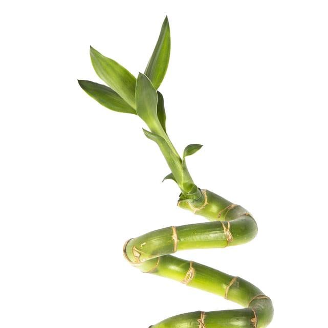 Bambu Burgulu 60 - 80 Cm Yeşil