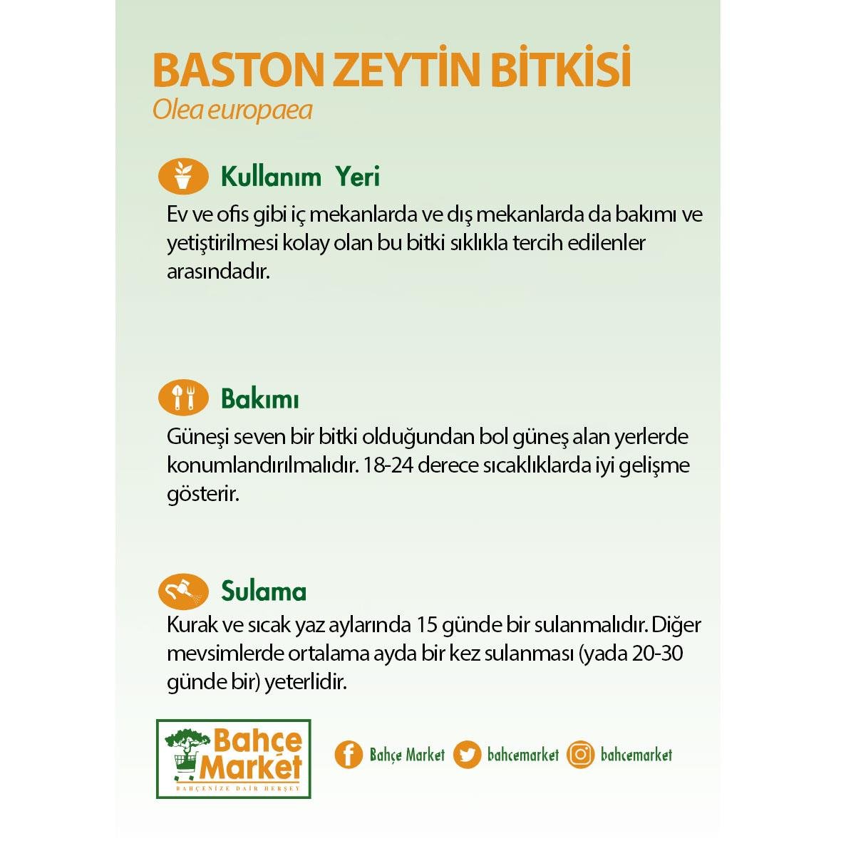 Baston Zeytin Bitkisi  Boy 40-60 Cm