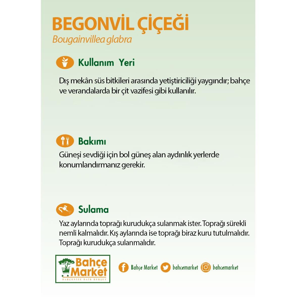 Begonvil Çiçeği 40-60 Cm