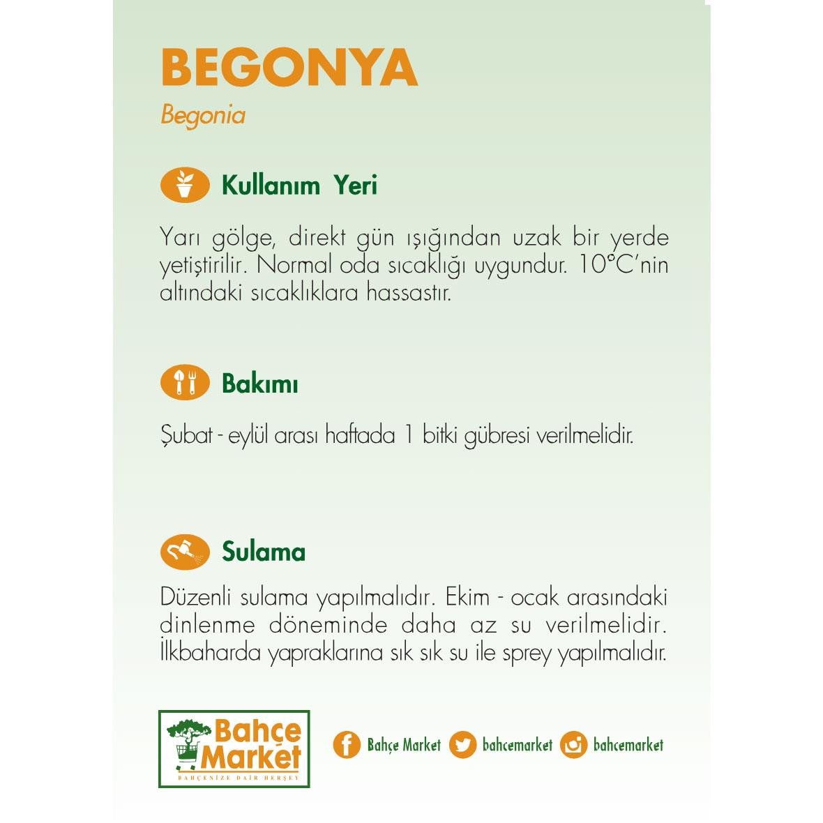 Begonya Blad  Çiçeği