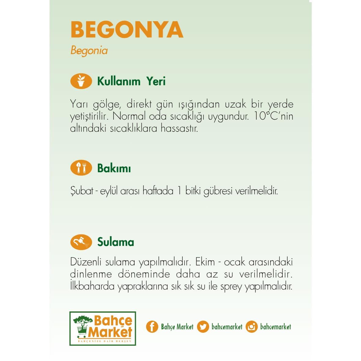 Begonya Blad  Çiçeği