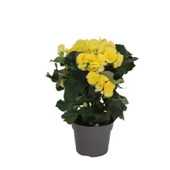 Begonya Çiçeği 30-40 Cm