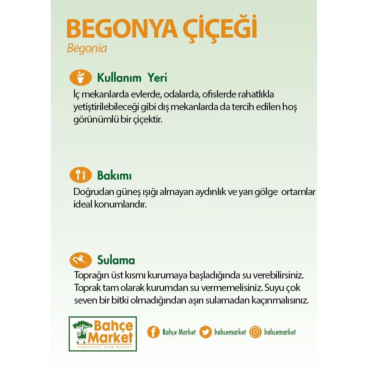 Begonya Çiçeği 6'lı