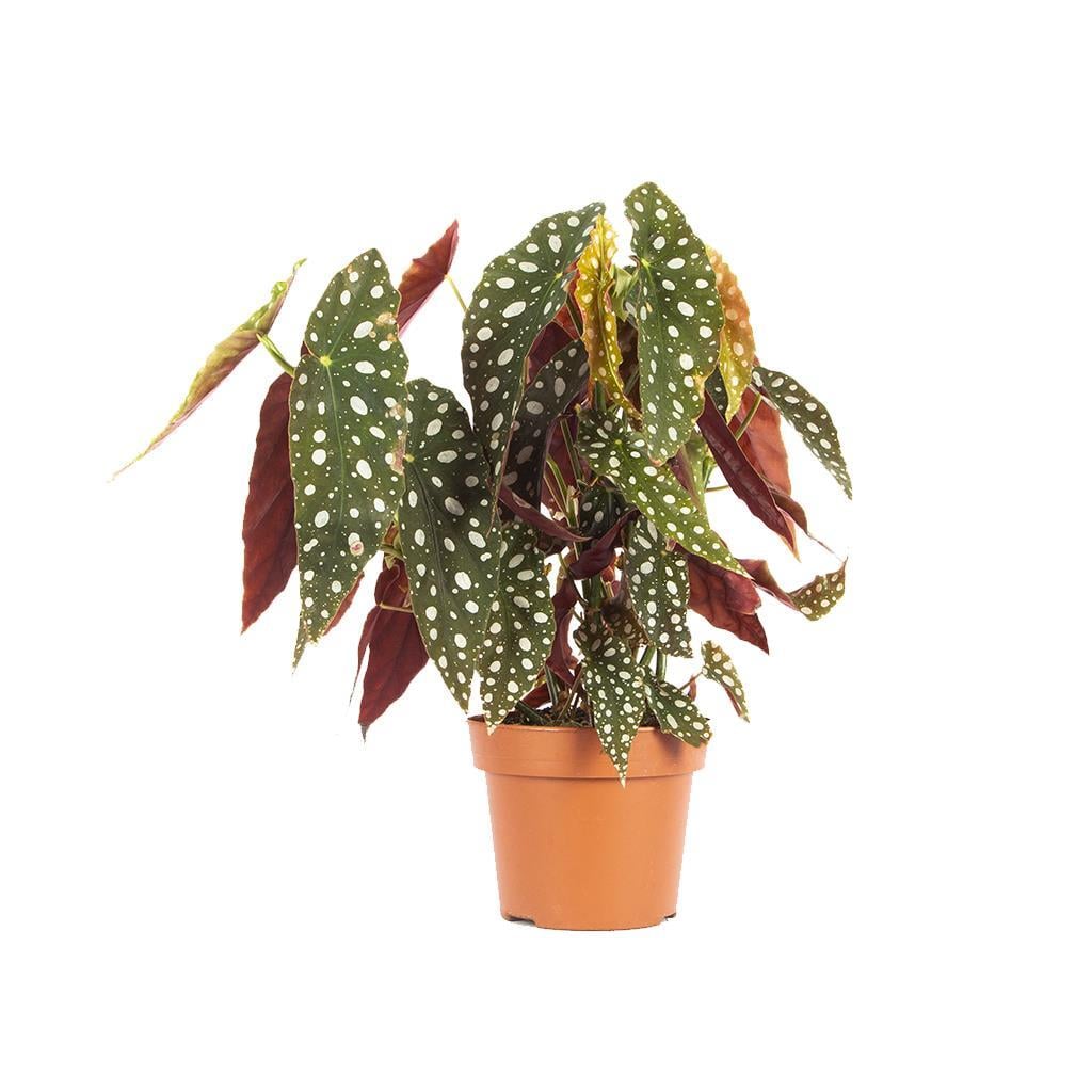 begonya-maculata-4b6097.jpg