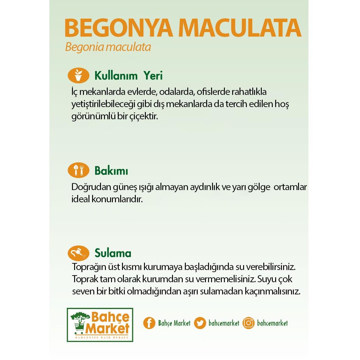 Begonya Maculata Çiçeği - Çilli Begonya 30-40 Cm