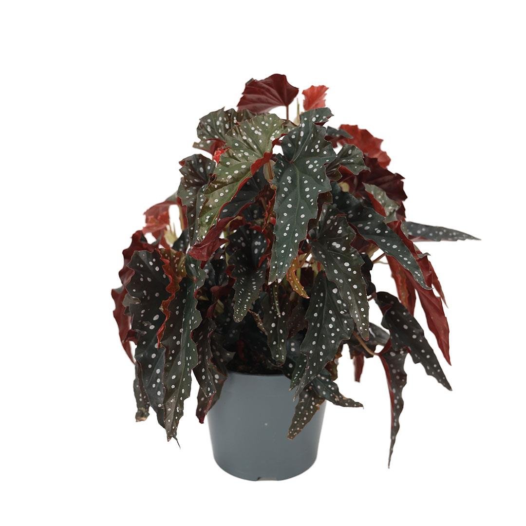 Begonya Maculata Çiçeği - Çilli Begonya 30-40 Cm