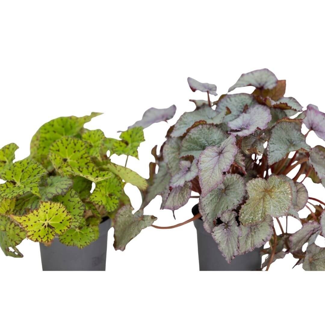 Begonya Rex 20 -30 Cm