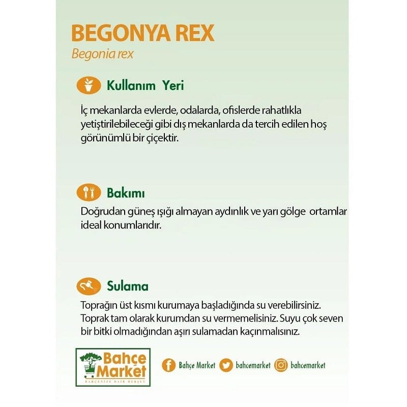 Begonya Rex 20 -30 Cm