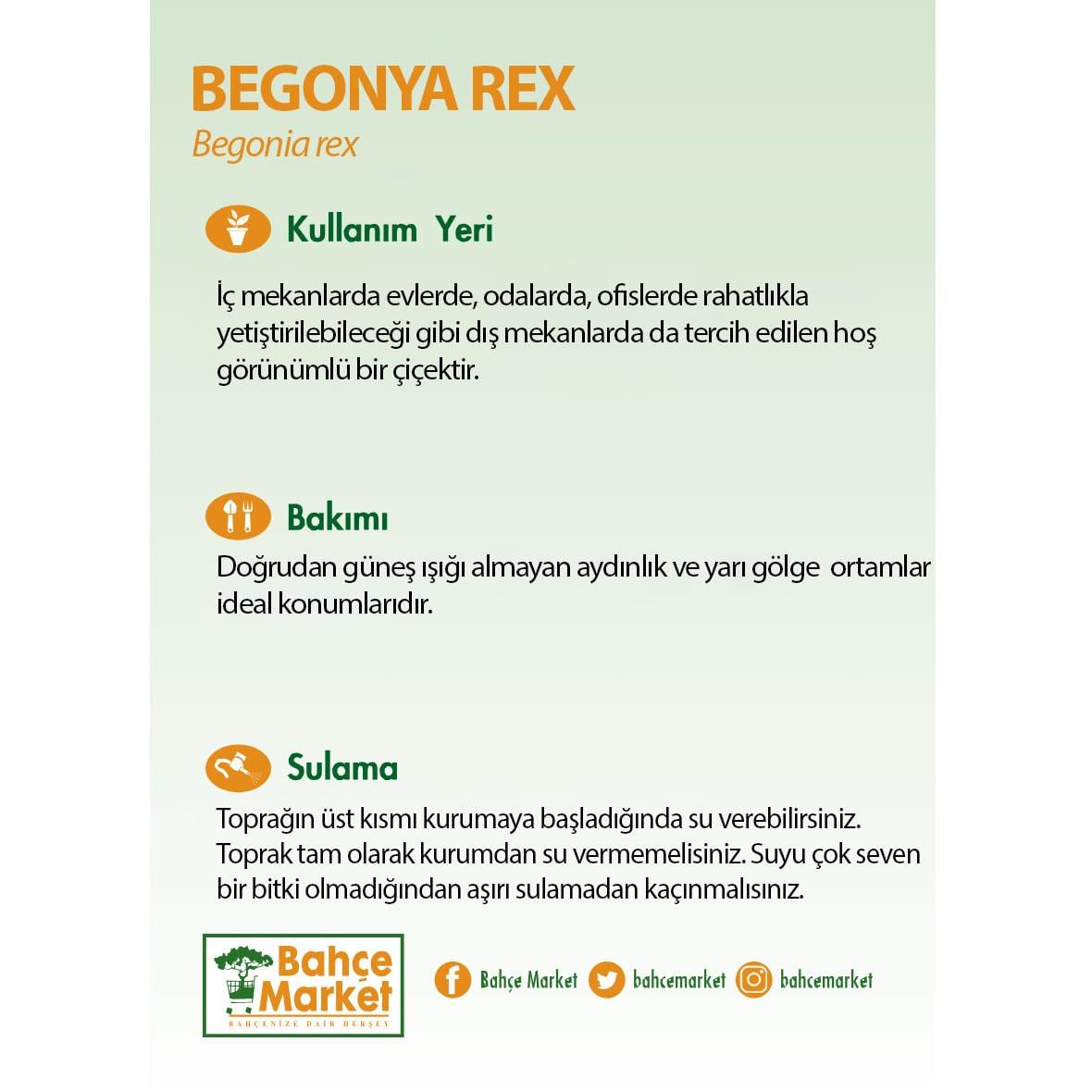 Begonya Rex 20 - 30 Cm