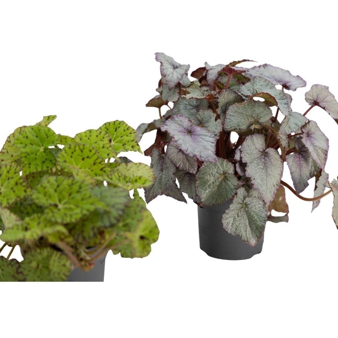 Begonya Rex 20 -30 Cm