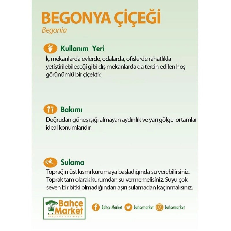Begonya Toran (Katmerli Begonya)
