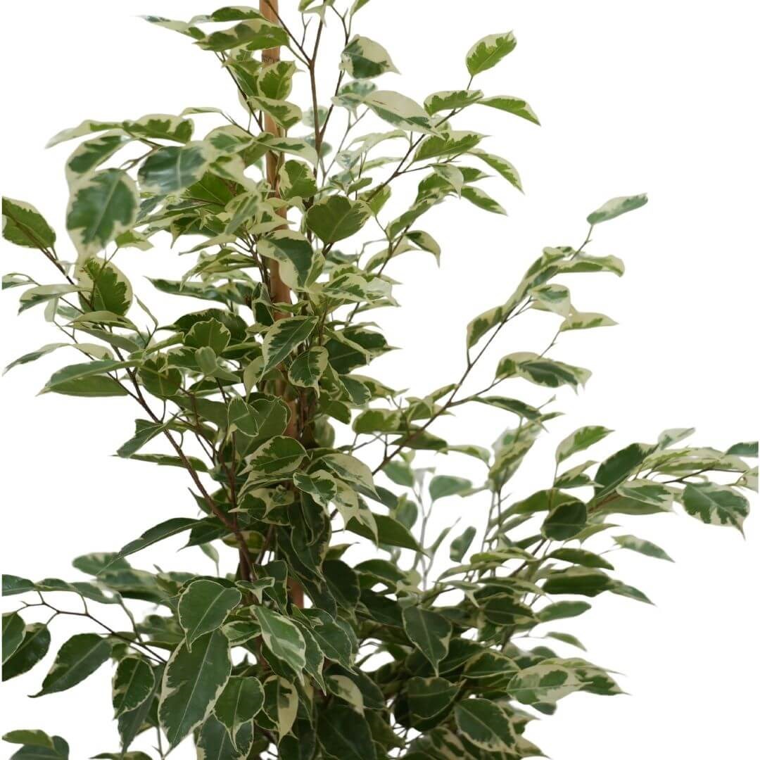 Benjamin 100-125 Cm Yeşil