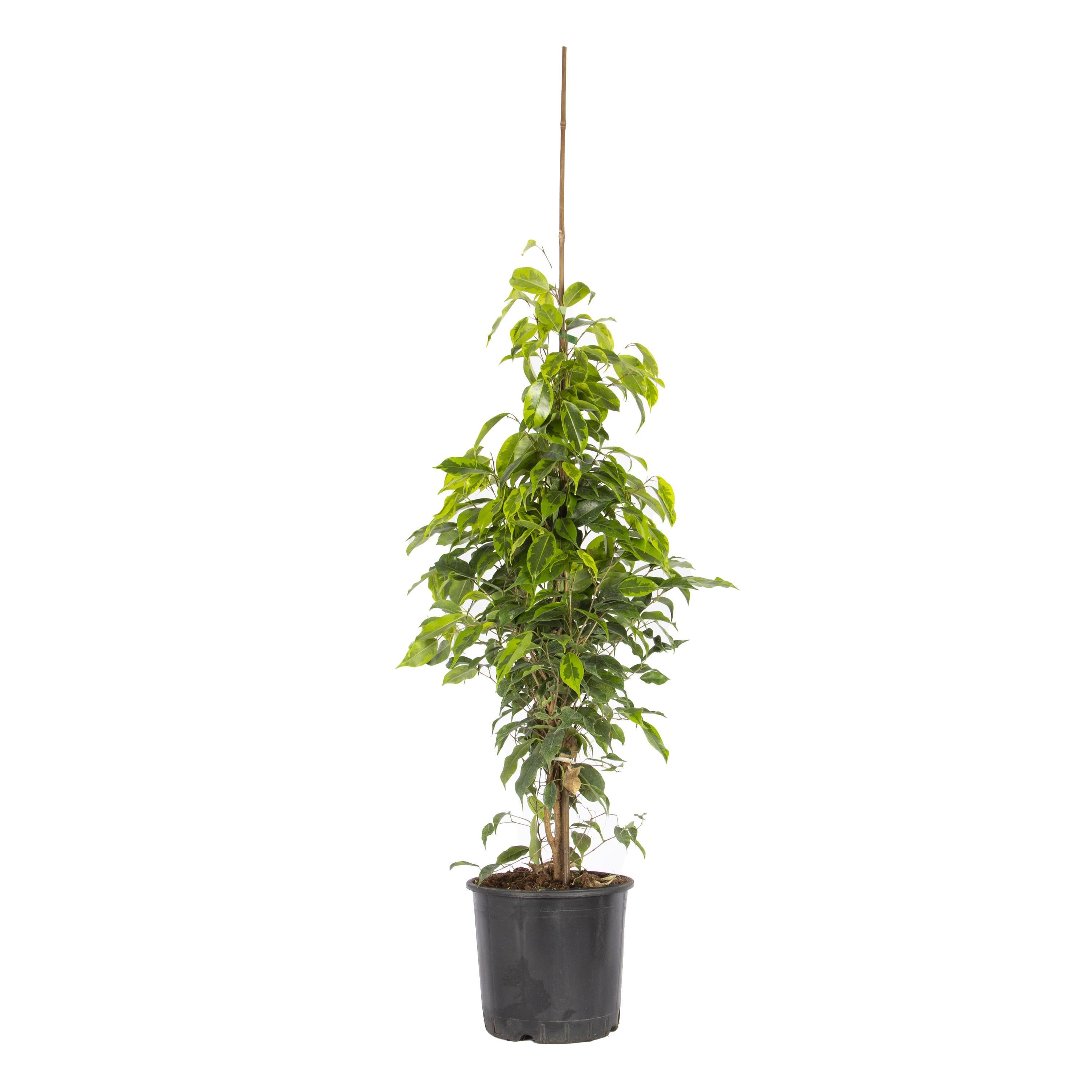 benjamin-anastasia-60-80-cm-53f-bd.jpg