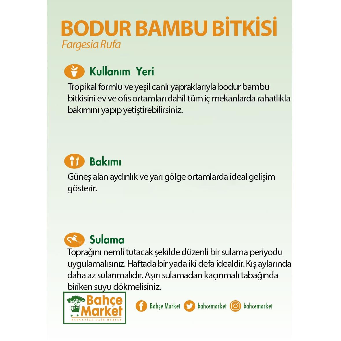 Bodur Bambu Bitkisi 40-60 Cm