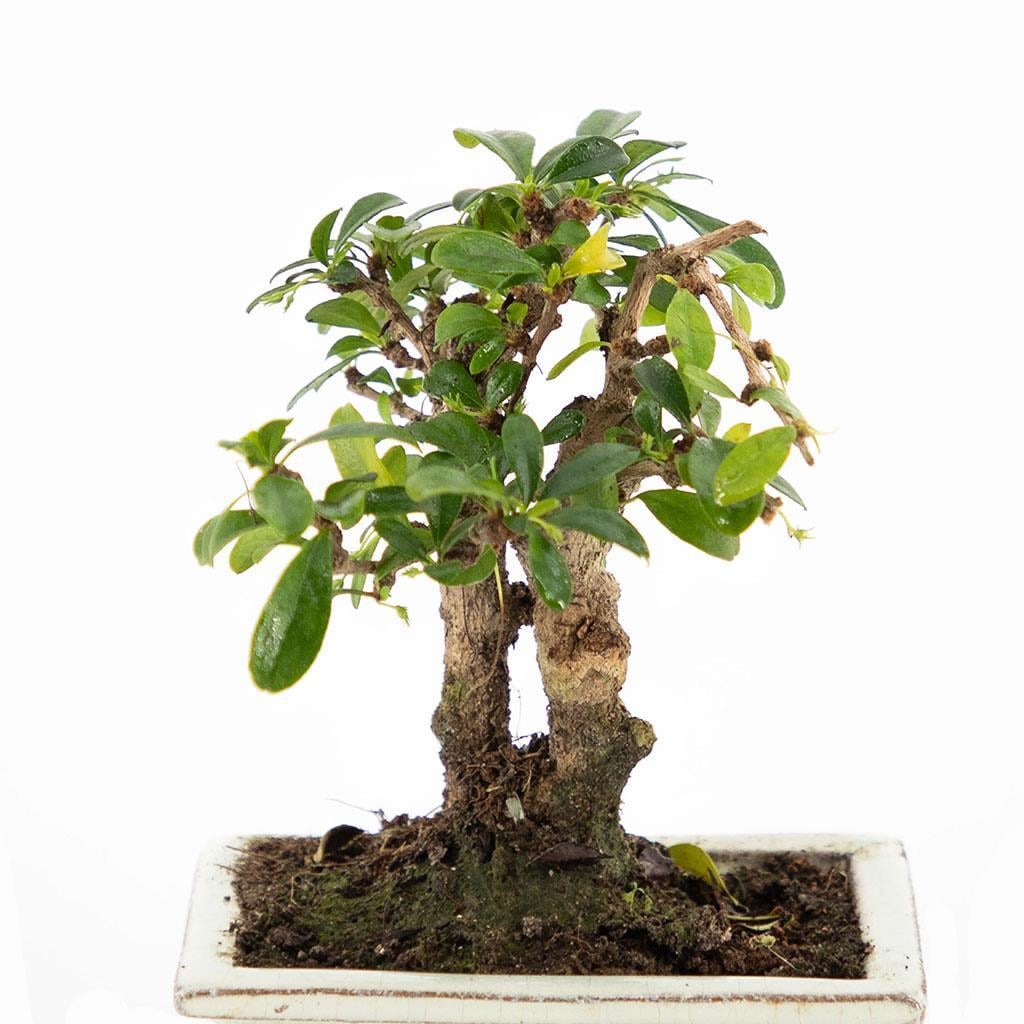 bonsai-cap-12-cm-boy-10-20-cm-3bae9c.jpg