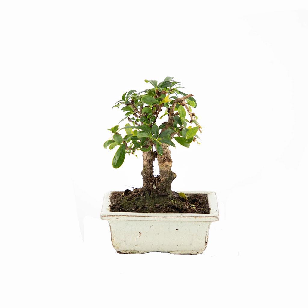 bonsai-cap-12-cm-boy-10-20-cm-d5a-8a.jpg