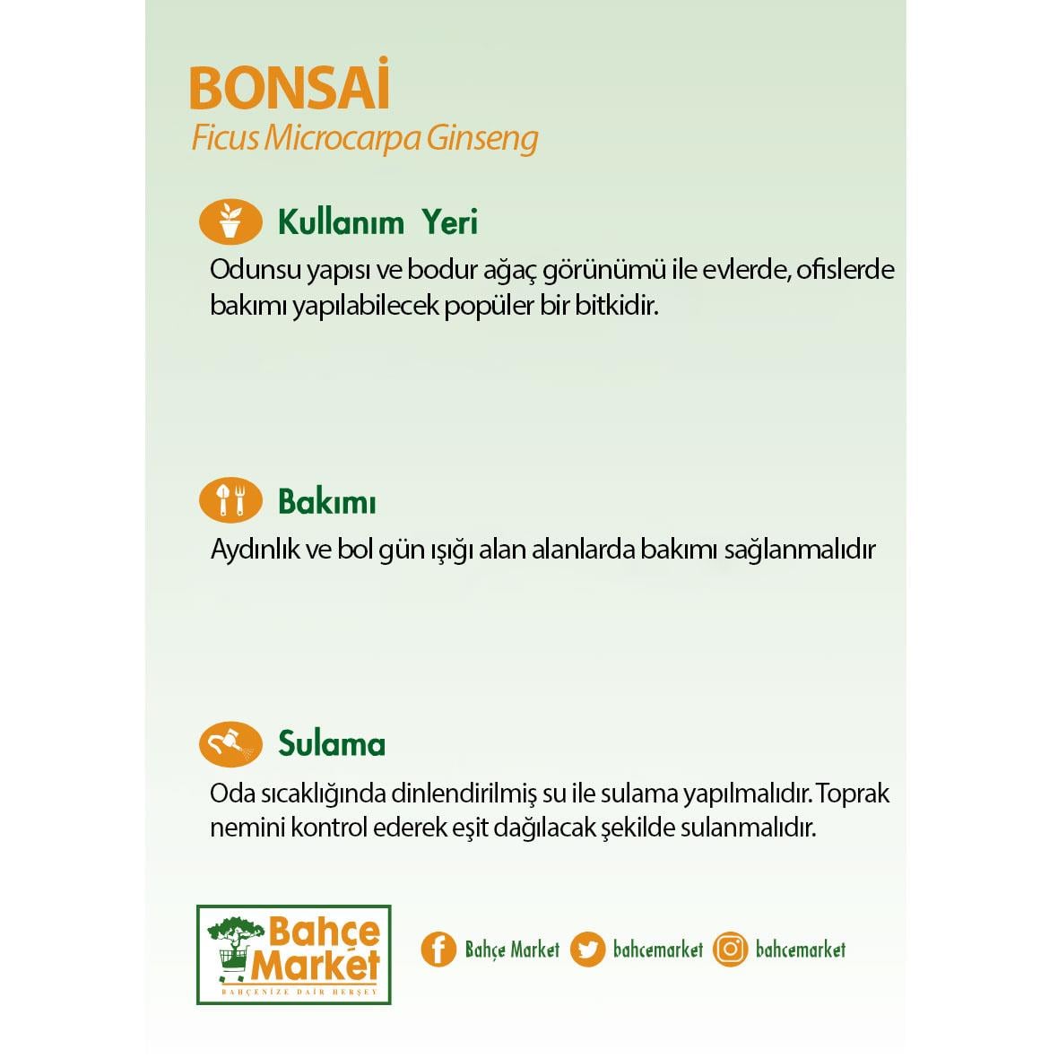 Bonsai - Çap 12 Cm - Boy 10-20 Cm Yeşil