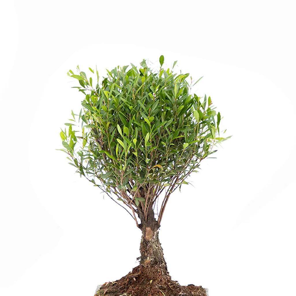 bonsai-gemend-5-6530.jpg