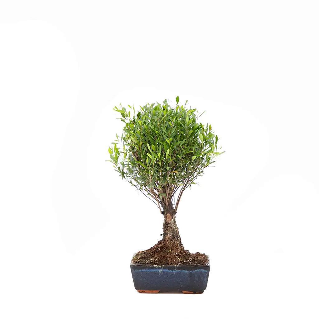 bonsai-gemend-d90-46.jpg