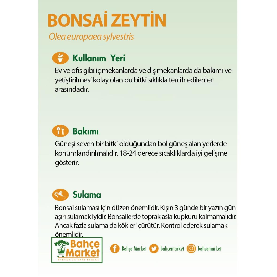Bonsai Zeytin - Boy 10-20 Cm Yeşil