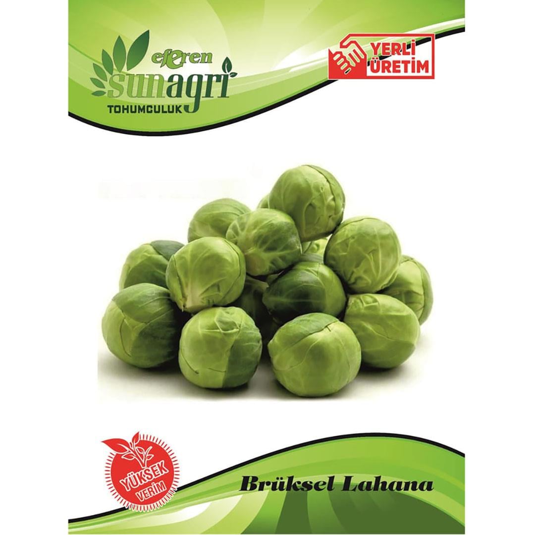 Brüksel Lahanası Sebze Tohumu
