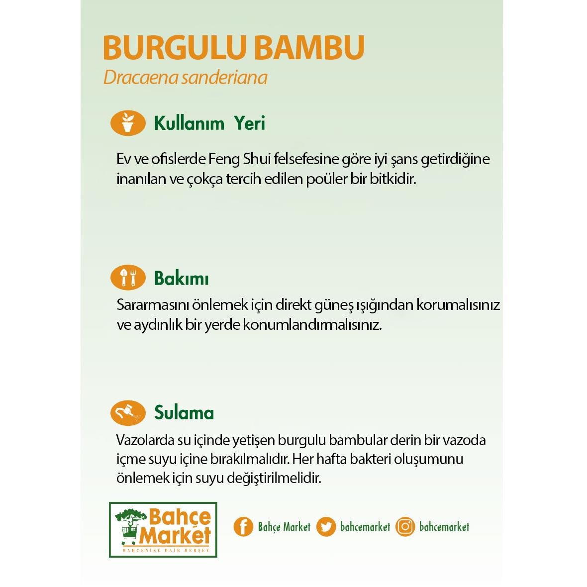 Burgulu Bambu Bitkisi - Boy 80-100 Cm Yeşil